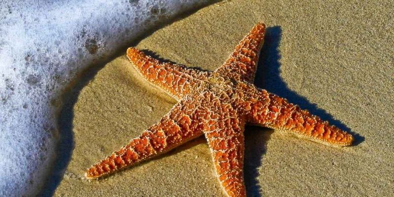 Massage Lomi-Lomi au Monde Sensible Montpellier